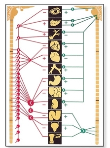 The Vegetative Nervous System Chart(V2059)
