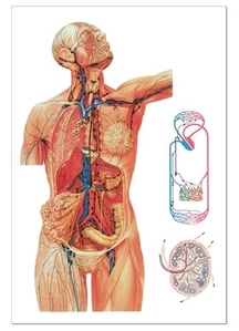 The Lymphatic System Chart(V2054)
