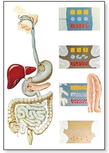The Digestive System Chart(V2043)