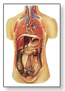 Internal organs Chart(V2006)