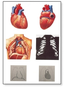The Heart I Chart, Anatomy(V2053)