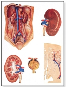 The Kidney Chart(V2013)