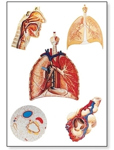 Respiratory Organs Chart(V2036)