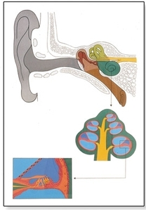 Human Ear Chart, Mounted(V2010)