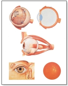The Eye I Chart, Anatomy(V2011)
