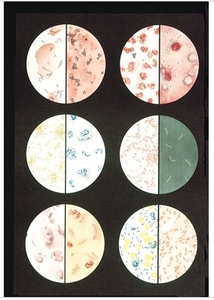 Bacteria Chart(V2041)
