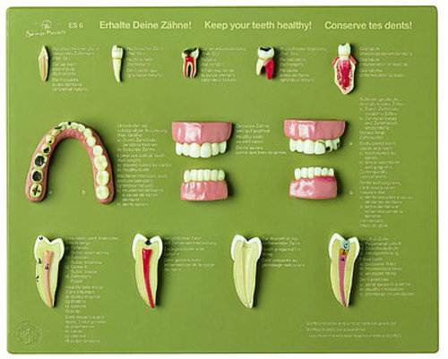 Case of Teeth &quot;Keep your Teeth healthy&quot; (ES 6)