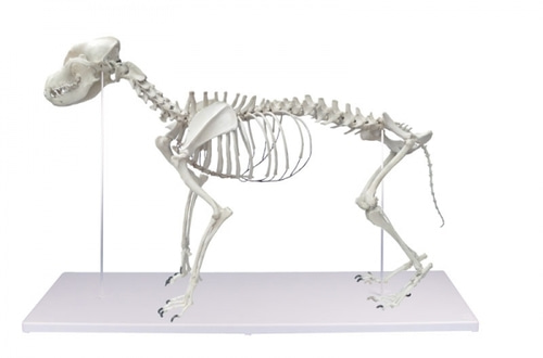 개 골격모형 [Dog Skeleton, life size (VET1700)]