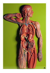 Lymphatic System (HS 19/1)