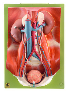Urinary Organs (LS 3)