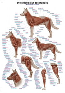 개 근육 해부 차트 [Chart The canine musculature, 70x100cm (VL110)]