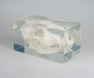 개 두개골모형 [Dog skull in plastic block (VET3081)]