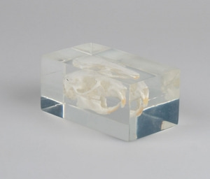 Guinea pig 두개골모형 [Guinea pig skull in plastic block (VET3096)]