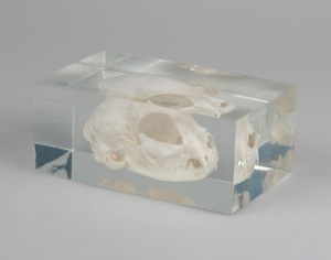 고양이 두개골모형 [Cat skull in plastic block (VET3091)]