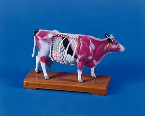 소 모형 [Acupuncture cow (2056)]