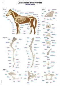 말 해부 차트 [Chart The equine skeleton, 70x100cm (VL200)]