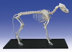 대형견 골격모형 [Dog Skeleton, assembled, big size dog (VET3050)]