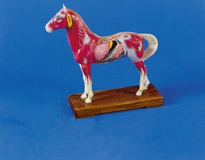 말 모형 [Acupuncture horse (2058)]