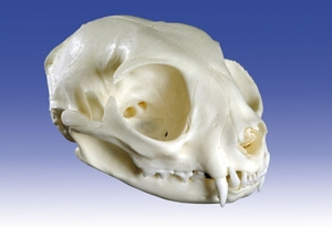 고양이 두개골모형 [Cat Skull (VET3090)]