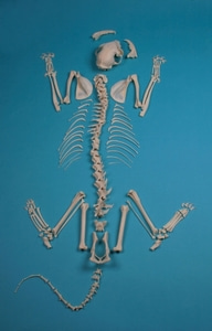 고양이 골격모형 [Cat skeleton, unassembled (VET3070)]