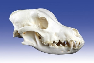 소형견 두개골 모형 [Dog Skull, small size (VET3080)]