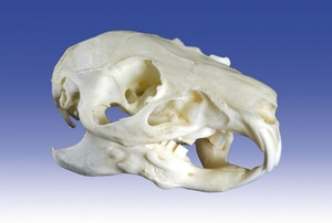 Guinea pig 두개골모형 [Guinea pig skull (VET3095)]