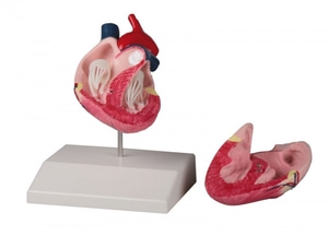개 심장, 실제사이즈 [Canine heart, life size (VET1250)]