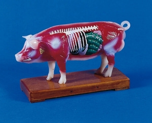 돼지 모형 [Acupuncture pig (2054)]