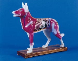개 모형 [Acupuncture dog (2060)]