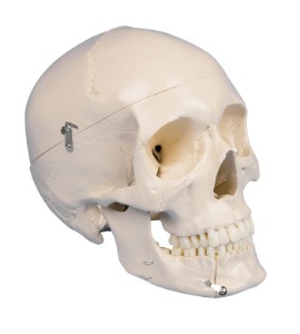 두개골 모형(치아분리)4Part[4513]