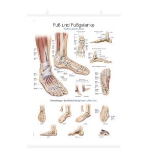 발, 발목차트(AL155)