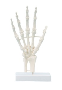 손 뼈 모형 (Hand skeleton/스탠드포함)[6040]