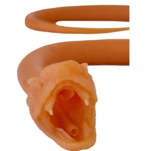 뱀 기관 내 삽관 모형